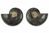 Cut & Polished Ammonite Fossil - Unusual Black Color #339129-1
